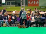 Crufts5814 Crufts5814