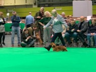 Crufts5815 Crufts5815