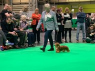 Crufts5816 Crufts5816