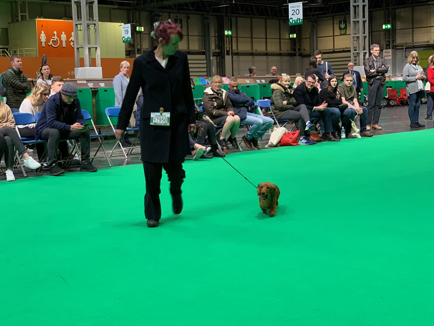 Crufts 2020 ミニチュアダックスフンド ロングヘアードCrufts6909 Crufts 2020 ミニチュアダックスフンド ロングヘアード