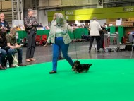 Crufts6912