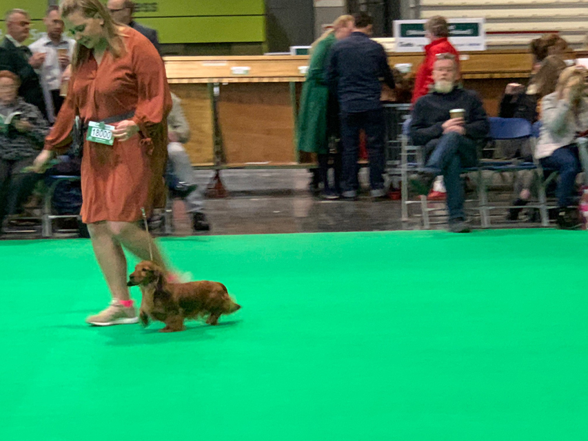 Crufts 2020 ミニチュアダックスフンド ロングヘアードCrufts6916 Crufts 2020 ミニチュアダックスフンド ロングヘアード