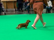 Crufts6919