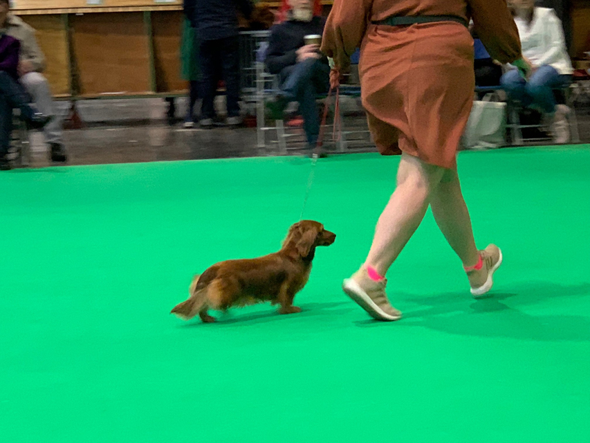 Crufts 2020 ミニチュアダックスフンド ロングヘアードCrufts6919 Crufts 2020 ミニチュアダックスフンド ロングヘアード
