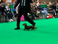Crufts6927