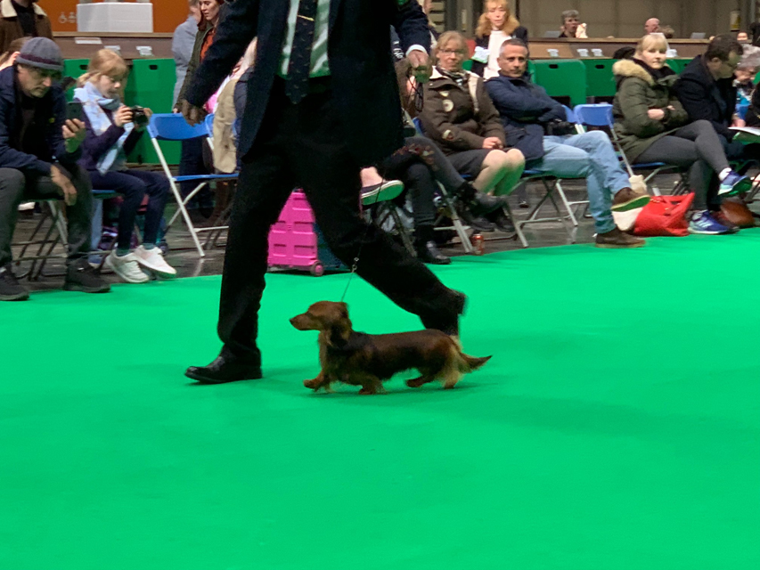 Crufts 2020 ミニチュアダックスフンド ロングヘアードCrufts6927 Crufts 2020 ミニチュアダックスフンド ロングヘアード