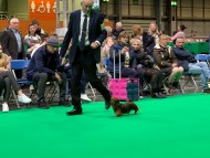 Crufts6932