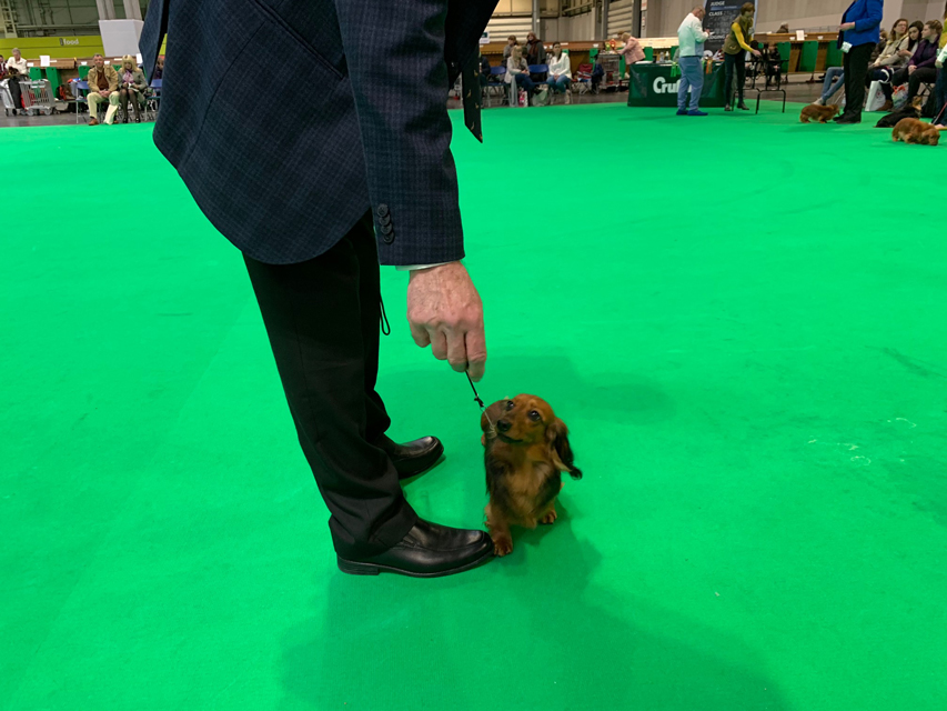 Crufts 2020 ミニチュアダックスフンド ロングヘアードCrufts6938 Crufts 2020 ミニチュアダックスフンド ロングヘアード