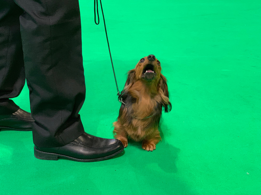 Crufts 2020 ミニチュアダックスフンド ロングヘアードCrufts6940 Crufts 2020 ミニチュアダックスフンド ロングヘアード