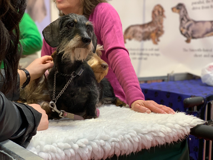 Crufts 2020 会場で見かけたダックス達です