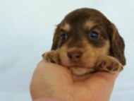 2012.3.5生まれ「さくらの子」チョコ＆クリーム　女の子