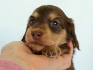 2012.3.5生まれ「さくらの子」チョコ＆クリーム　女の子