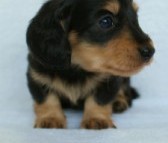 2012.3.5生まれ「さくらの子」ブラック＆クリーム　男の子