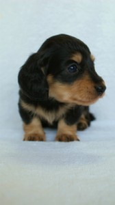 2012.3.5生まれ「さくらの子」ブラック&クリーム 男の子 2012.3.5生まれ「さくらの子」ブラック&クリーム 男の子