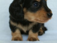 2012.3.5生まれ「さくらの子」ブラック＆クリーム　男の子