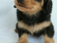 2012.3.5生まれ「さくらの子」ブラック＆クリーム　男の子