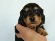 2012.3.5生まれ「さくらの子」ブラック＆クリーム　男の子