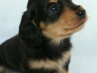 2012.3.5生まれ「さくらの子」ブラック＆クリーム　男の子