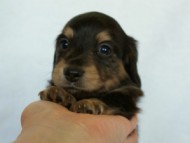 2012.3.4生まれ「エルナの子」ブラック＆クリーム　子犬　男の子