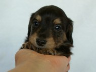 2012.3.4生まれ「エルナの子」ブラック＆クリーム　子犬　男の子