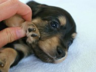 2012.3.4生まれ「エルナの子」ブラック＆クリーム　子犬　男の子