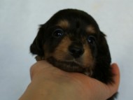 2012.3.4生まれ「エルナの子」ブラック＆タン　子犬　男の子