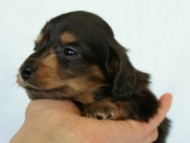 2012.3.4生まれ「エルナの子」ブラック＆タン　子犬　男の子