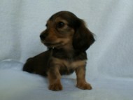 2012.2.29生まれ「ハナビの子」シューデットクリーム　男の子 子犬