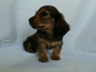 2012.2.29生まれ「ハナビの子」シューデットクリーム　男の子 子犬