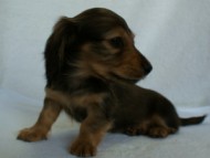 2012.2.29生まれ「ハナビの子」シューデットクリーム　男の子 子犬