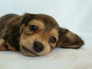 2012.2.29生まれ「ハナビの子」 シューデットクリーム男の子 　オーナーさん募集中♪