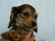 2012.2.29生まれ「ハナビの子」 シューデットクリーム男の子 　オーナーさん募集中♪