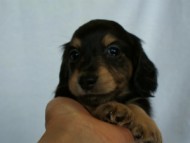 2012.3.4生まれ「エルナの子」ブラック＆クリーム　男の子