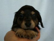 2012.3.4生まれ「エルナの子」ブラック＆クリーム　男の子