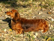 英国 RALINES DRAGON ALONG チャンピオン直子　ジムダンディー