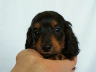 2012.3.3生まれ「ももの子」ブラック＆タン　女の子