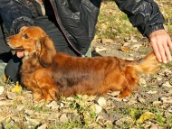 英国 RALINES DRAGON ALONG チャンピオン直子　ジムダンディー