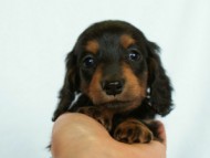 2012.3.3生まれ「ももの子」ブラック＆タン　女の子