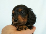 2012.3.3生まれ「ももの子」ブラック＆タン　女の子