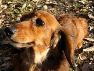 英国 RALINES DRAGON ALONG チャンピオン直子　ジムダンディー