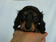 2012.3.3生まれ「ももの子」ブラック＆クリーム　女の子