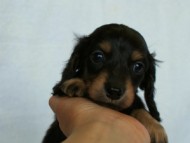 2012.3.3生まれ「ももの子」ブラック＆クリーム　女の子