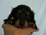 2012.3.3生まれ「ももの子」ブラック＆クリーム　女の子