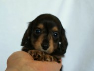 2012.3.4生まれ「エルナの子」ブラック＆タン　男の子