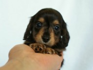 2012.3.4生まれ「エルナの子」ブラック＆タン　男の子