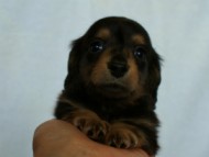 2012.3.4生まれ「エルナの子」ブラック＆タン　男の子