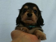 2012.3.5生まれ「さくらの子」ブラック＆クリーム　男の子