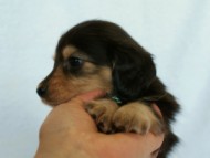 2012.3.5生まれ「さくらの子」ブラック＆クリーム　男の子