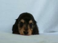 2012.3.5生まれ「さくらの子」ブラック＆クリーム　男の子