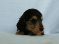 2012.3.5生まれ「さくらの子」ブラック＆クリーム　男の子